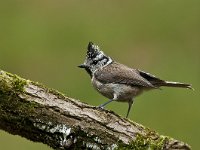 Lophophanes cristatus 10, Kuifmees, Saxifraga-Luuk Vermeer