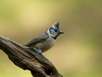 Lophophanes cristatus 11, Kuifmees, Saxifraga-Luuk Vermeer