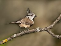 Lophophanes cristatus 12, Kuifmees, Saxifraga-Luuk Vermeer