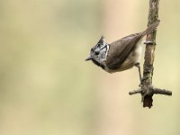 Lophophanes cristatus 15, Kuifmees, Saxifraga-Luuk Vermeer