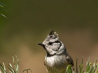 Lophophanes cristatus 18, Kuifmees, Saxifraga-Luuk Vermeer