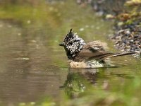 Lophophanes cristatus 19, Kuifmees, Saxifraga-Luuk Vermeer