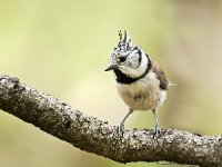 Lophophanes cristatus 20, Kuifmees, Saxifraga-Luuk Vermeer