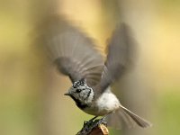 Lophophanes cristatus 29, Kuifmees, Saxifraga-Luuk Vermeer