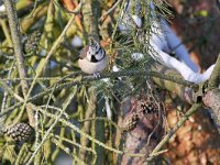 Lophophanes cristatus 30, Kuifmees, Saxifraga-Tom Heijnen