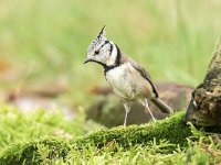 Lophophanes cristatus 5 , Kuifmees, Saxifraga-Luuk Vermeer