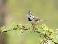 Lophophanes cristatus 6 , Kuifmees, Saxifraga-Luuk Vermeer