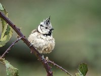 Lophophanes cristatus 9 , Kuifmees, Saxifraga-Luuk Vermeer