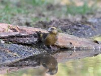 Loxia curvirostra 24, Kruisbek, Saxifraga-Luuk Vermeer