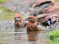 Loxia curvirostra 40, Kruisbek, Saxifraga-Luuk Vermeer