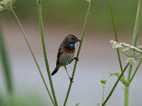 Luscinia svecica 125, Blauwborst, Saxifraga-Luuk Vermeer