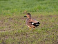 Mareca strepera 25, Krakeend, Saxifraga-Luuk Vermeer