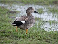 Mareca strepera 35, Krakeend, Saxifraga-Luuk Vermeer