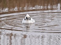 Mergellus albellus 22 Nonnetje, Saxifraga-Luuk Vermeer