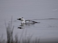 Mergellus albellus 24, Nonnetje, Saxifraga-Luuk Vermeer