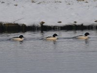 Mergus merganser 23, male, Grote zaagbek, Saxifraga-Luuk Vermer