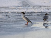 Mergus merganser 24, Grote zaagbek, Saxifraga-Luuk Vermeer