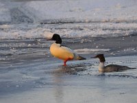 Mergus merganser 27, Grote zaagbek, Saxifraga-Luuk Vermeer