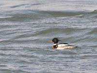 Mergus serrator 19, Middelste zaagbek, Saxifraga-Tom Heijnen