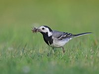 Motacilla alba 102, Witte kwikstaart, Saxifraga-Mark Zekhuis