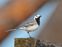 Motacilla alba 104, Witte kwikstaart, Saxifraga-Tom Heijnen