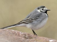 Motacilla alba 105, Witte kwikstaart, Saxifraga-Tom Heijnen