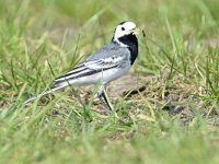 Motacilla alba 106, Witte kwikstaart, Saxifraga-Tom Heijnen