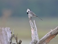 Motacilla alba 109, Witte kwikstaart, Saxifraga-Tom Heijnen