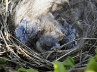 Motacilla alba 62, Witte kwikstaar, Saxifraga-Luuk Vermeer