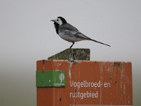 Motacilla alba 64, Witte kwikstaar, Saxifraga-Luuk Vermeer