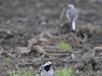 Motacilla alba 68, Witte kwikstaar, Saxifraga-Luuk Vermeer