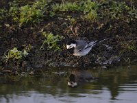 Motacilla alba 71, Witte kwikstaar, Saxifraga-Luuk Vermeer