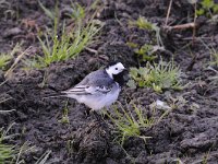 Motacilla alba 75, Witte kwikstaar, Saxifraga-Luuk Vermeer