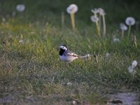 Motacilla alba 82, Witte kwikstaar, Saxifraga-Luuk Vermeer