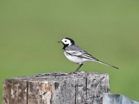 Motacilla alba 92, Witte kwikstaar, Saxifraga-Luuk Vermeer