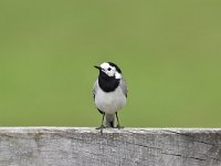 Motacilla alba 93, Witte kwikstaar, Saxifraga-Luuk Vermeer