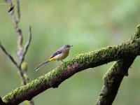 Motacilla cinerea 32, Grote gele kwikstaart, Saxifraga-Luuk Vermeer