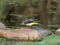 Motacilla cinerea 35, Grote gele kwikstaart, Saxifraga-Luuk Vermeer