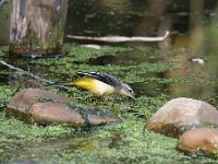 Motacilla cinerea 37, Grote gele kwikstaart, Saxifraga-Luuk Vermeer