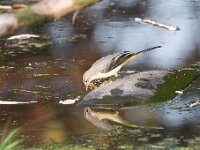 Motacilla cinerea 39, Grote gele kwikstaart, Saxifraga-Luuk Vermeer