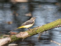 Motacilla cinerea 40, Grote gele kwikstaart, Saxifraga-Luuk Vermeer