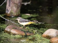 Motacilla cinerea 42, Grote gele kwikstaart, Saxifraga-Luuk Vermeer