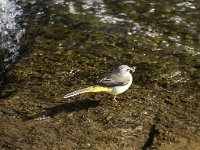 Motacilla cinerea 47, Grote gele kwikstaart, Saxifraga-Willem van Kruijsbergen