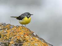 Motacilla cinerea 48, Grote gele kwikstaart, Saxifraga-Tom Heijnen