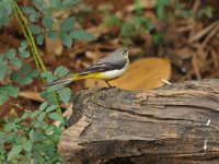 Motacilla cinerea 49, Grote gele kwikstaart, Saxifraga-Tom Heijnen