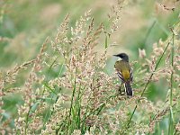 Motacilla cinereocapilla