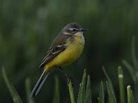 Motacilla flava 45, Gele kwikstaart, Saxifraga-Luuk Vermeer