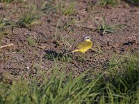 Motacilla flava 49, Gele kwikstaart, Saxifraga-Luuk Vermeer