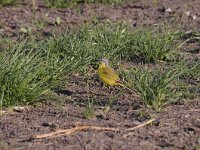 Motacilla flava 50, Gele kwikstaart, Saxifraga-Luuk Vermeer