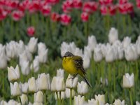 Motacilla flava 57, Gele kwikstaart, Saxifraga-Luuk Vermeer